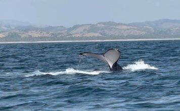 Ballenas despiden temporada en Michoacán con 93% de avistamientos