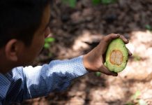 México reafirma, en 10 estados, zonas libres de plagas del aguacate